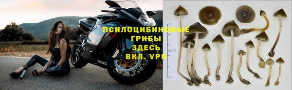 индика Алзамай