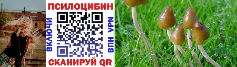 где найти   Куртамыш  Галлюциногенные грибы прущие грибы 